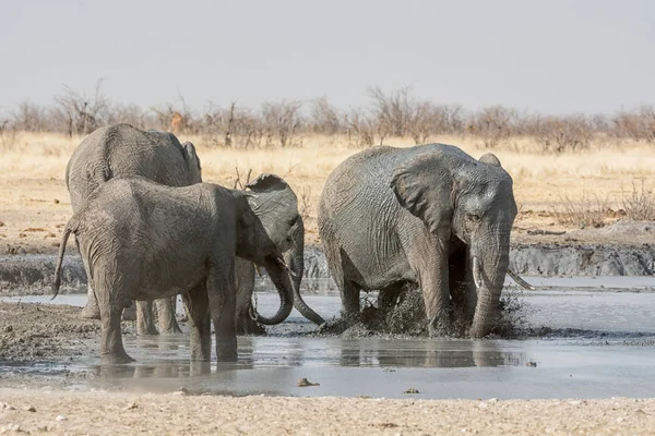 Elefantes africanos — Foto de Stock