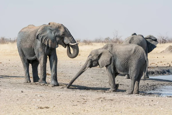 Elefantes africanos — Foto de Stock