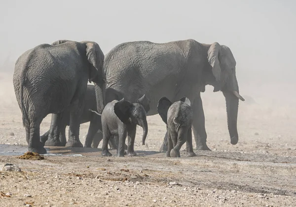 Elefantes africanos — Foto de Stock