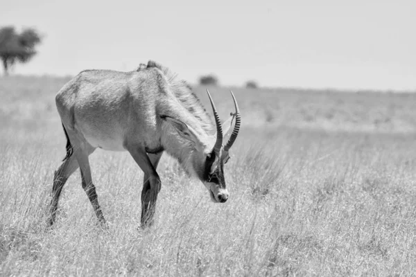 Roan antelope — Zdjęcie stockowe