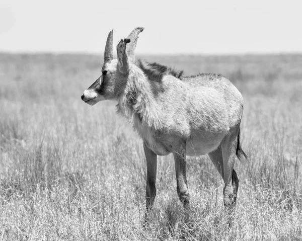 Antilopa koňská — Stock fotografie