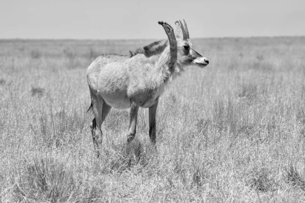 Roan Antelope — Stock Photo, Image