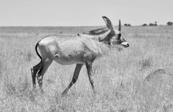 Roan antelope — Stockfoto