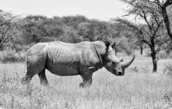 Witte neushoorn — Stockfoto