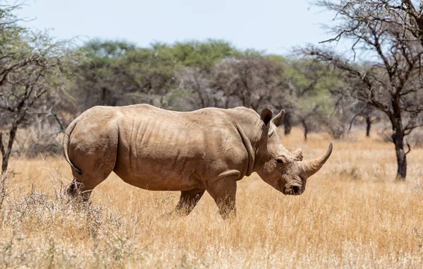 Breitmaulnashorn — Stockfoto