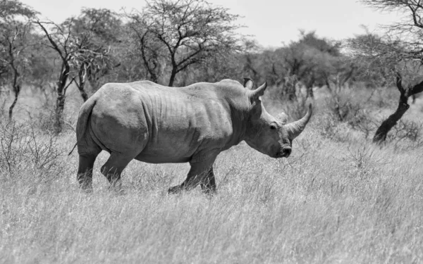 White Rhino — Stock Photo, Image