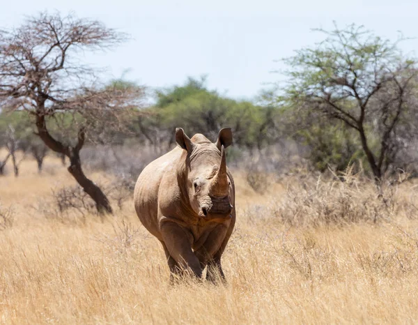 Білий носоріг — стокове фото