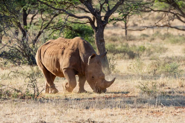 Breitmaulnashorn — Stockfoto