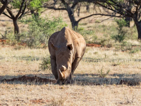 백색 코뿔소 — 스톡 사진