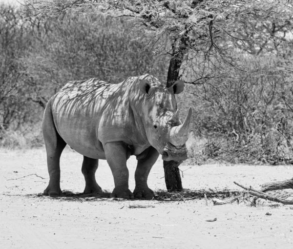 White Rhino — Stock Photo, Image
