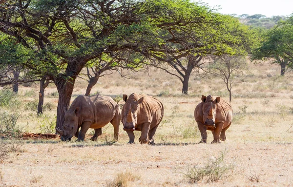 흰색 코뿔소 그룹 — 스톡 사진