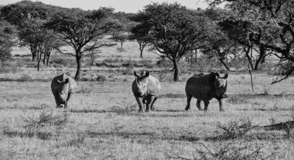 Група біла носоріг — стокове фото