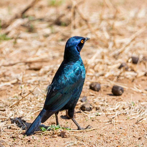 Glossy Starling — Stock Photo, Image