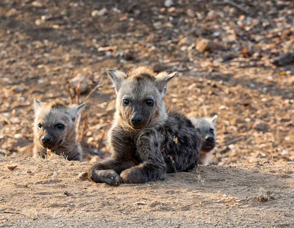 Chiot hyène tacheté — Photo