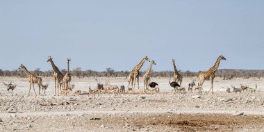 Meşgul sulama delik