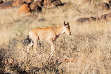 Kırmızı hartebeest buzağı