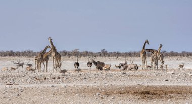 Meşgul sulama delik