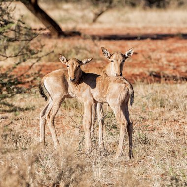Kırmızı Hartebeest Buzağılar