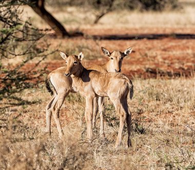 Kırmızı Hartebeest Buzağılar