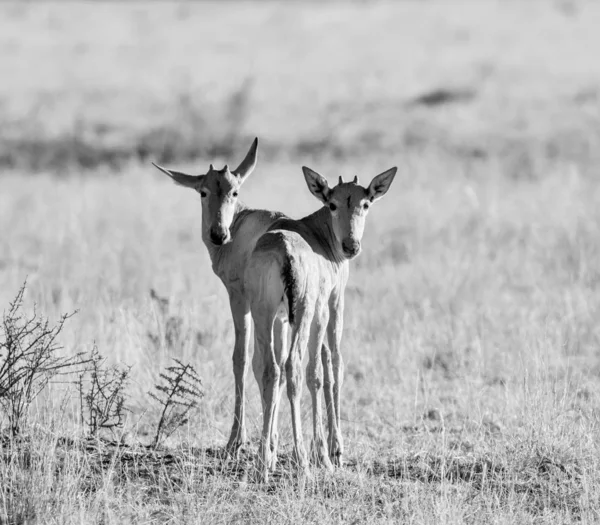 สีแดง Hartebeest ลูกวัว — ภาพถ่ายสต็อก