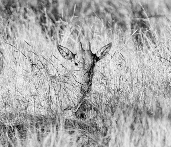 Czerwonego hartebeest łydki — Zdjęcie stockowe