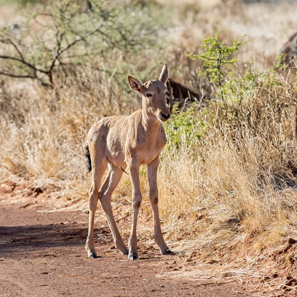 Kırmızı hartebeest buzağı — Stok fotoğraf