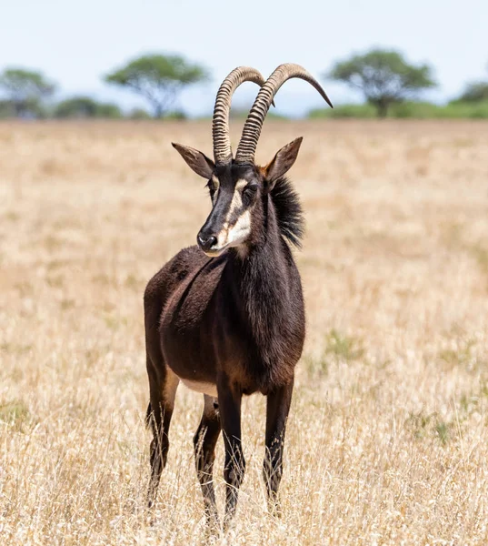 Sable Bull — Stock Photo, Image