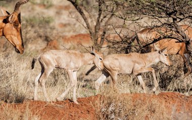 Kırmızı Hartebeest Buzağılar