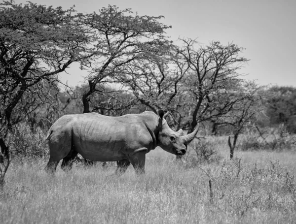 White Rhino — Stock Photo, Image