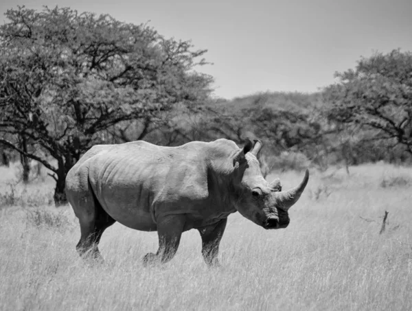 White Rhino — Zdjęcie stockowe