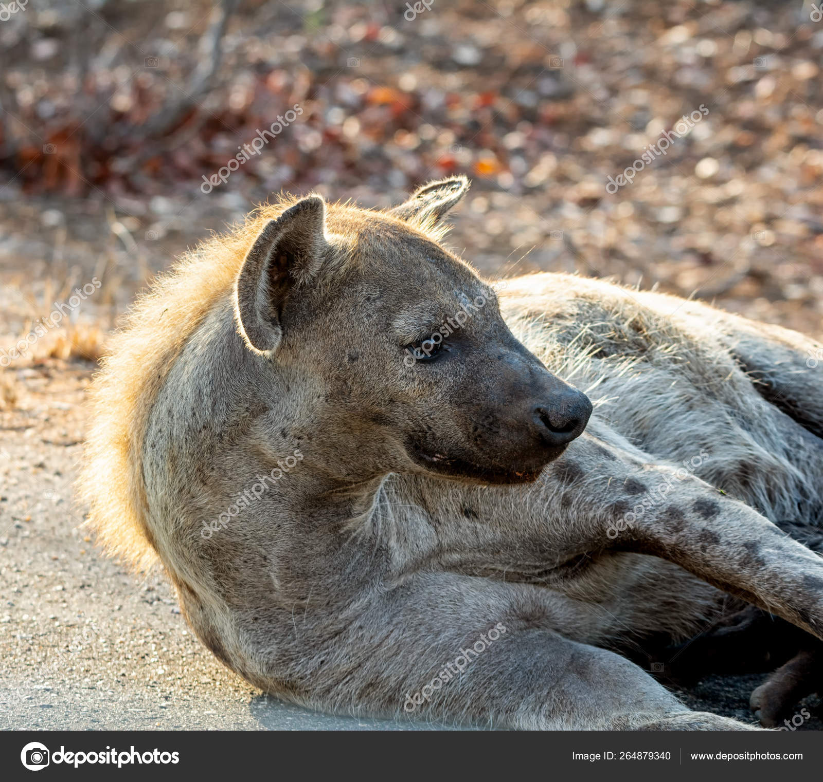 Female Spotted Hyena — Stock Photo © Binty #264879340