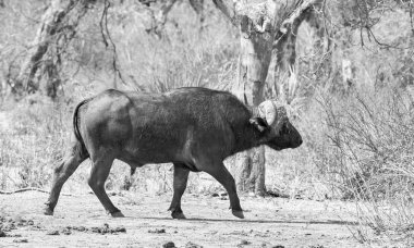 Cape buffalo
