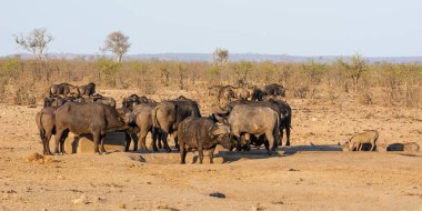 Cape buffalo
