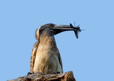 Bug ile Afrika Gri Hornbill