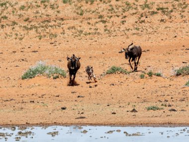 siyah wildebeest