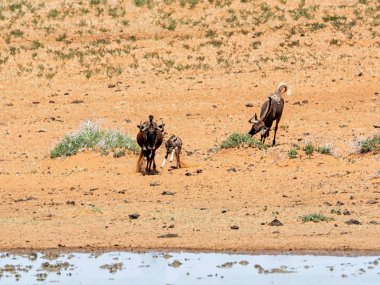 siyah wildebeest