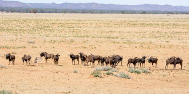 siyah wildebeest
