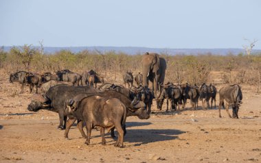 Meşgul sulama delik 