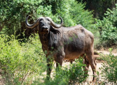 Cape buffalo 