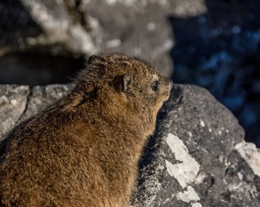 Dassie