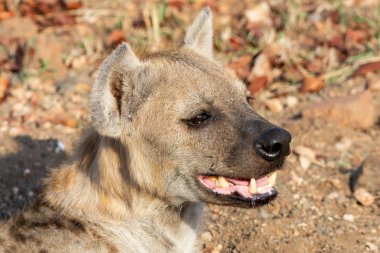 Dişi Benekli Sırtlan