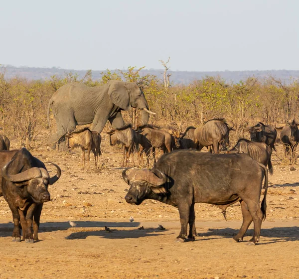 Afrikansk elefant tjur — Stockfoto