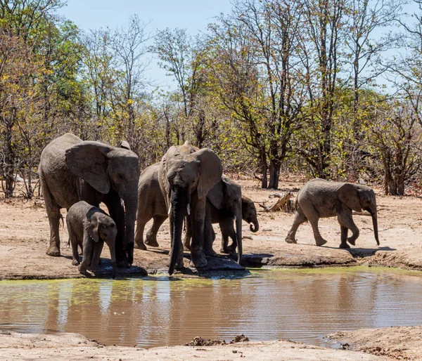 Elefanti africani — Foto Stock