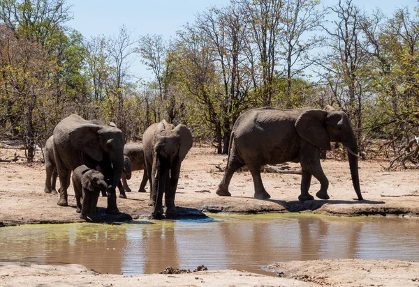 Elefanti africani — Foto Stock