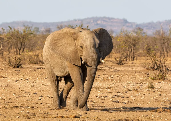 Afrikanischer Elefantenbulle — Stockfoto