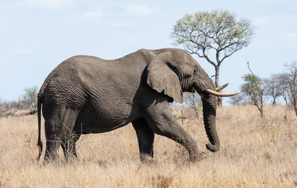 Touro elefante africano — Fotografia de Stock