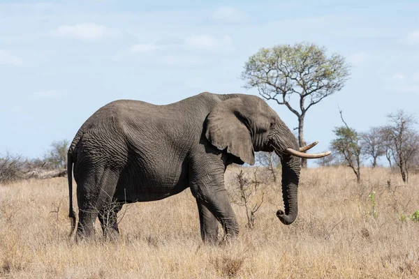 Африканський слон бик — стокове фото