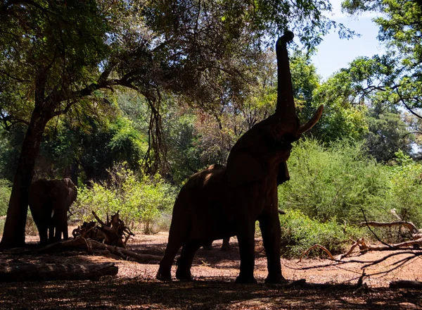 African Elephant — Stock Photo, Image