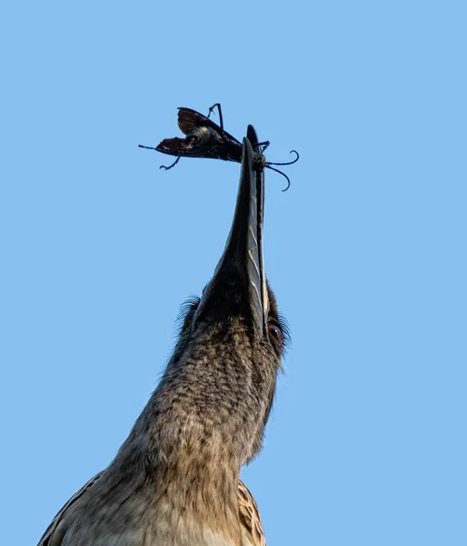 Šedý africký Hornbill s broukem — Stock fotografie