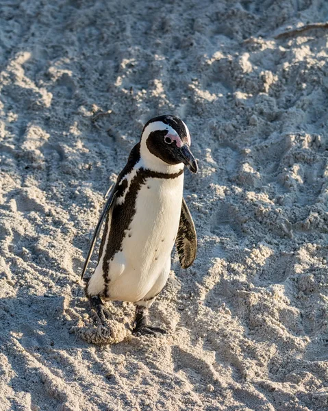 Afrikanska penguin — Stockfoto